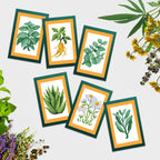 Mini Dazzles™ - Herbs & Medicinal Plants Y2