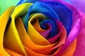 Rainbow Flower Petals W6