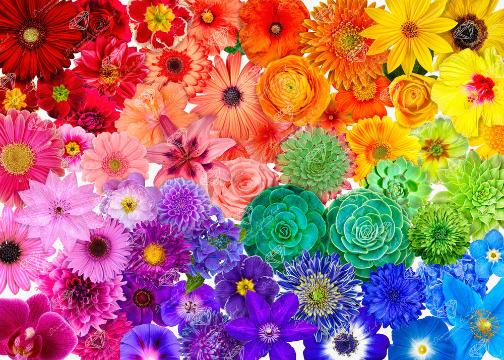 Rainbow Flower Power A0