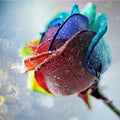 Rainbow Rose V4