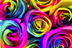 Rainbow Roses G1