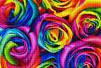 Rainbow Roses M2