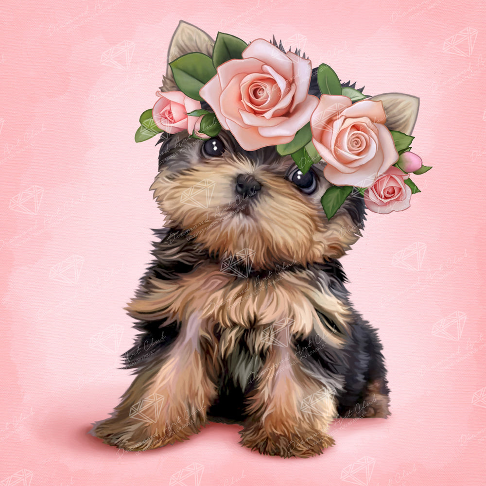 Yorkie & Roses K5