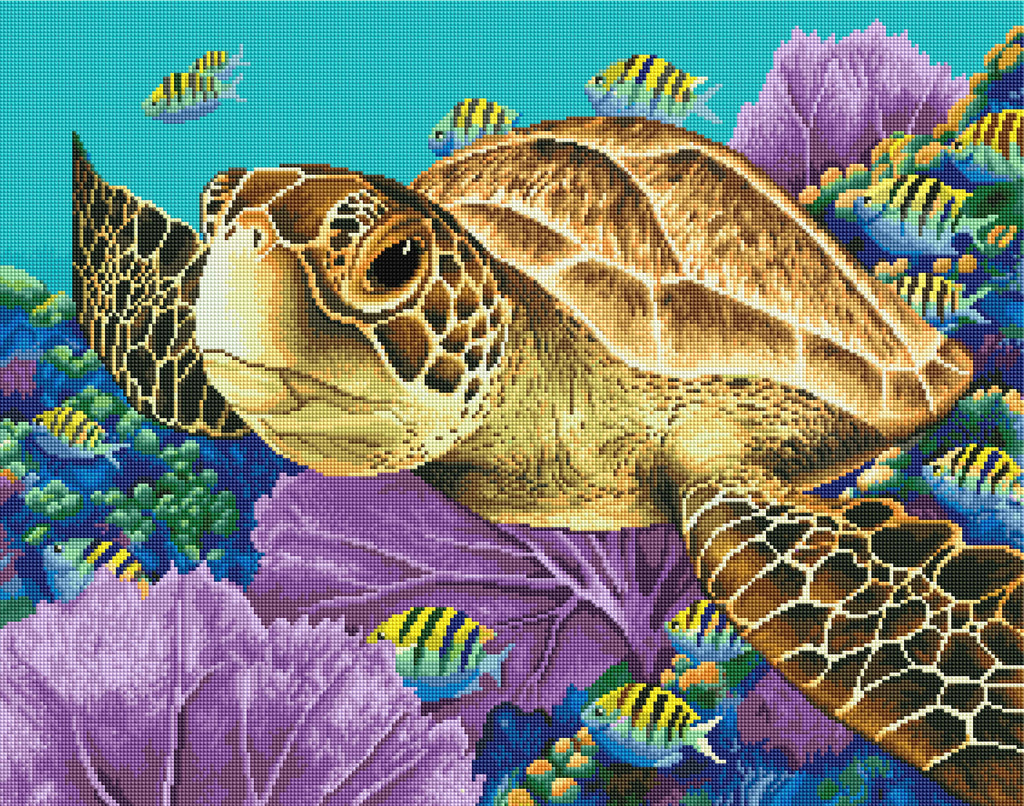 Young Green Sea Turtle I4