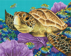 Young Green Sea Turtle I4
