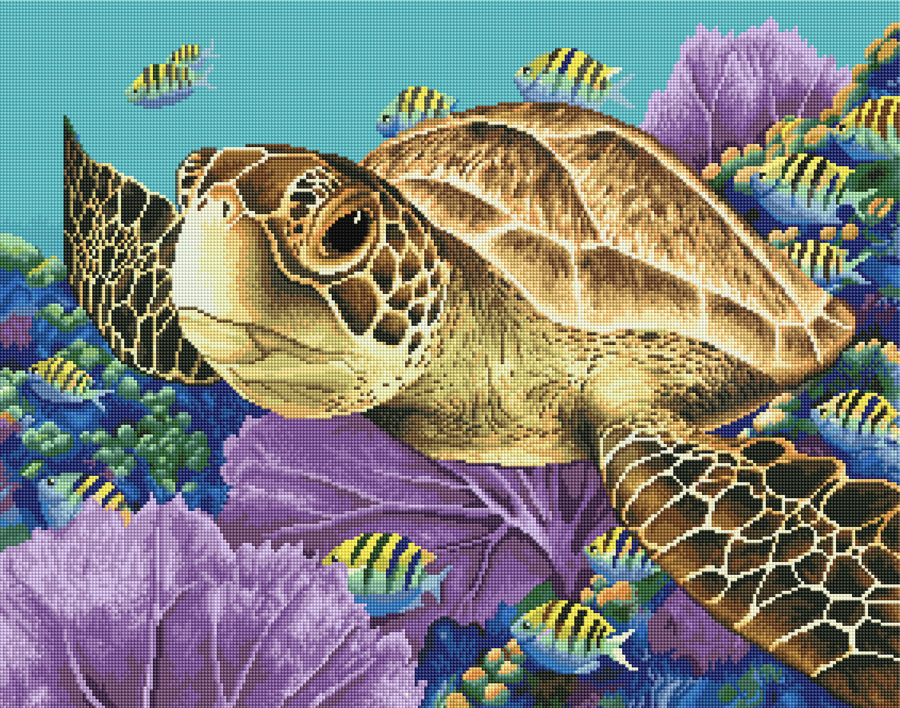 Young Green Sea Turtle I4