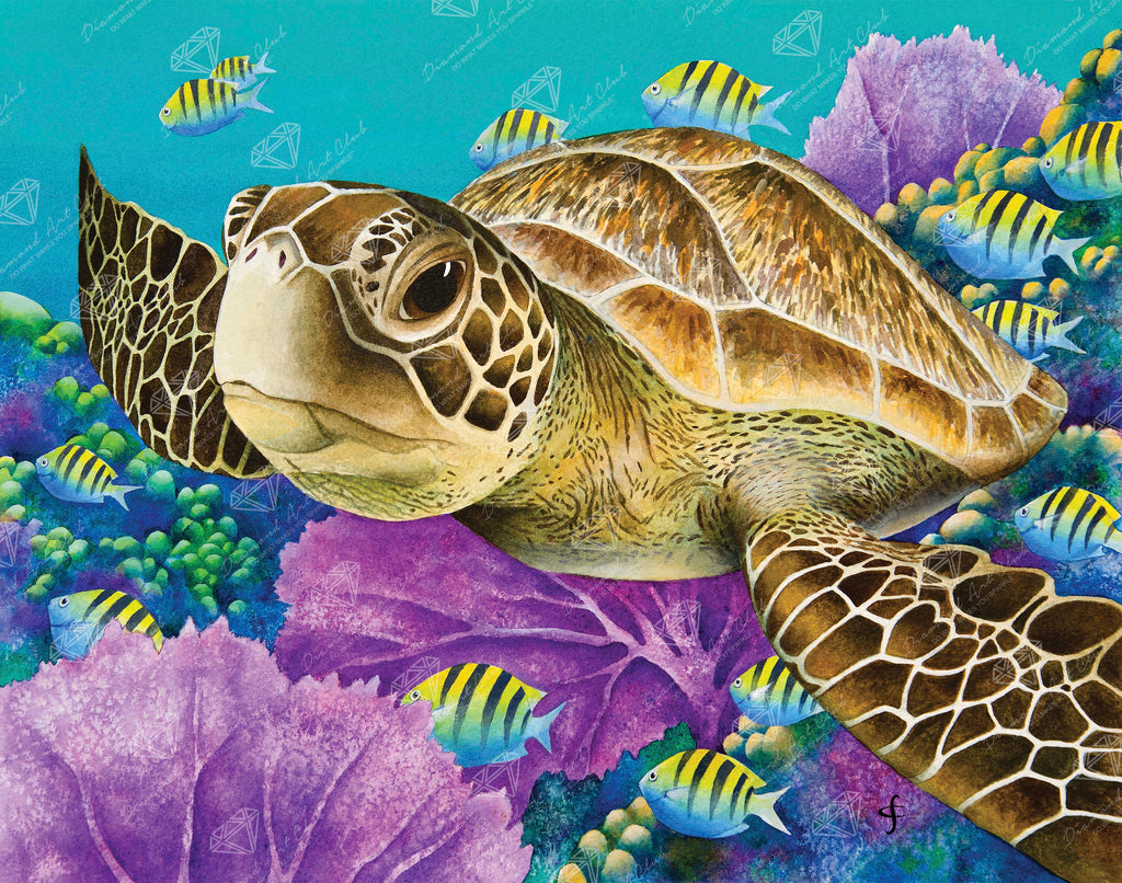 Young Green Sea Turtle I4