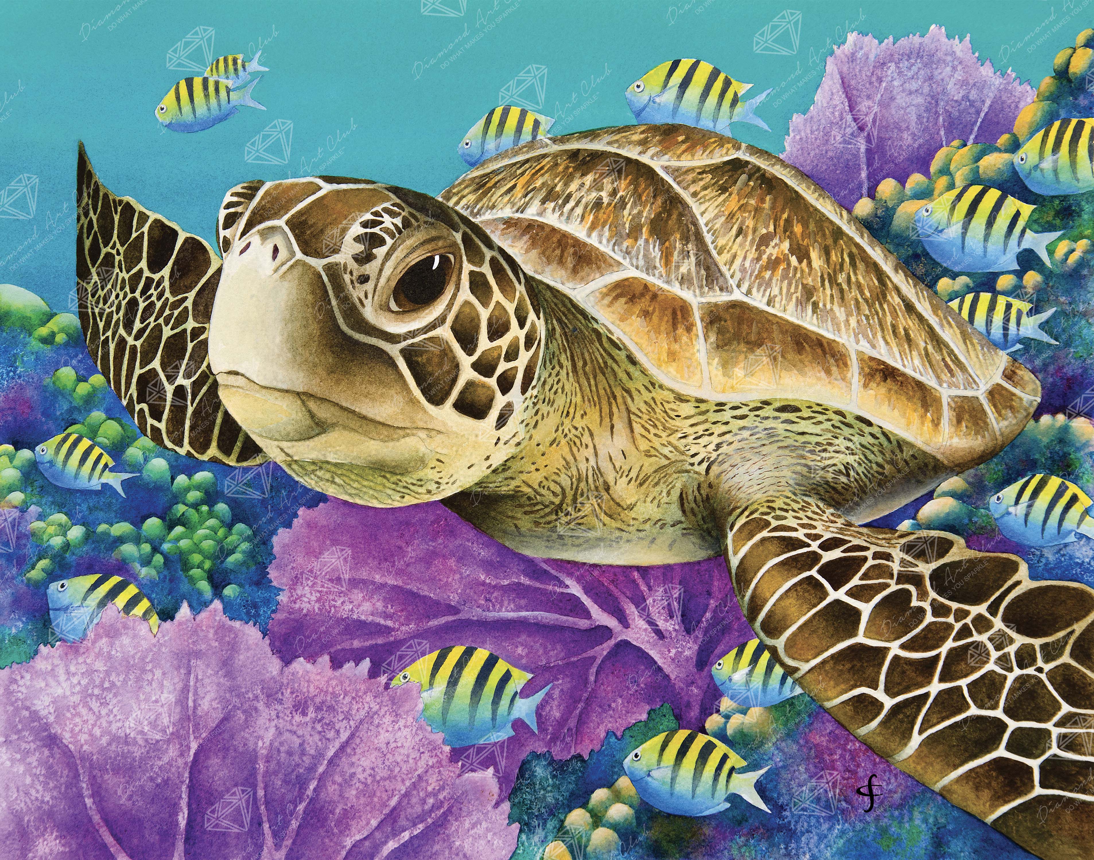 Young Green Sea Turtle I4
